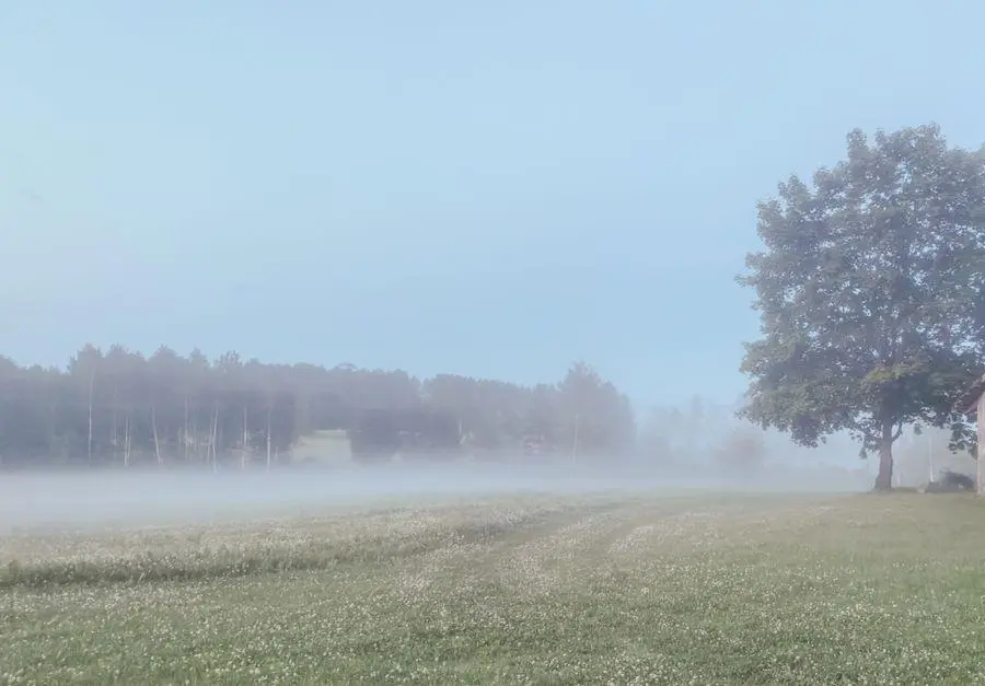 Lauku ienakumi